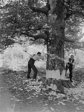 TREE FELLING